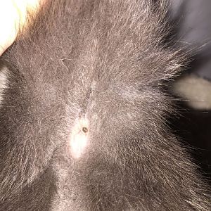 What is this growth skin tag looking thing on my cat's anus.? Please help any info would be great.