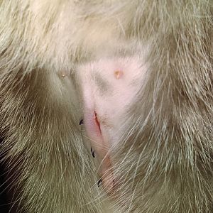 Spay Incision (Contains pictures!)
