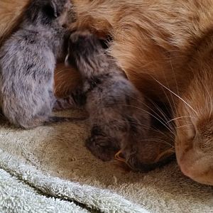 HELP! My cat is giving birth RIGHT NOW!