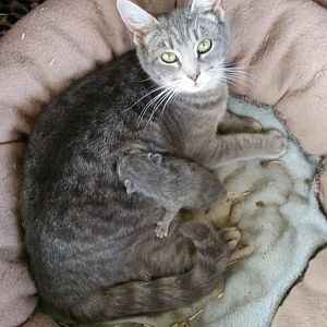 Spayed Cat has Kitten