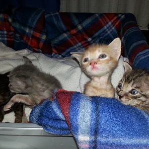 Never owned a cat before, I need (a LOT of) help with 5 orphaned kittens.