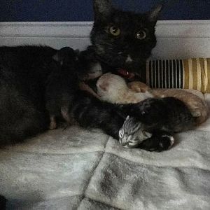Bleeding pregnant cat. Help please.