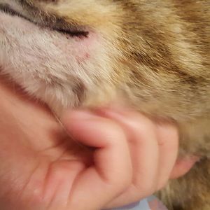 Cat irritated skin near mouth