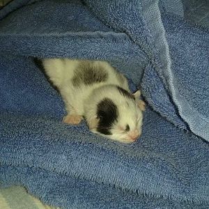 First time kitten owner( three days old)