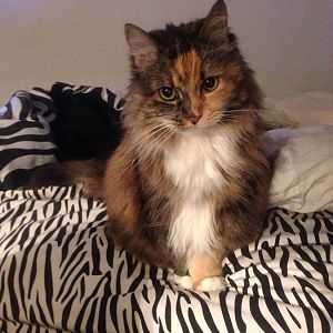 The Dilute Tortie Thread