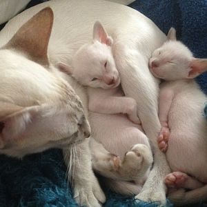 3 week-old siamese kittens : boys or girls ?