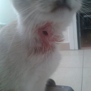 Stray Kitten has a hole in her neck