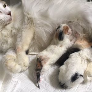Pregnant foster cat and her kittens