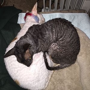 Cat won't stop pouncing other cat