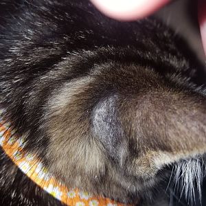 Bald spots on new kitten