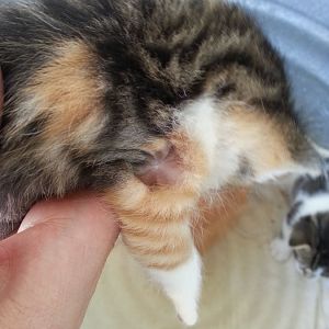 Skin mark on Kitten