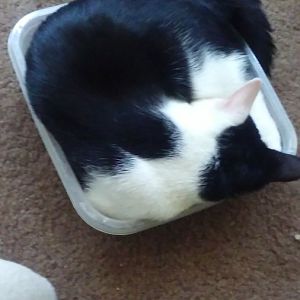 Hades in a Tupperware container
