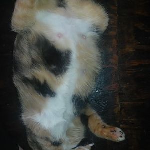 Heavily pregnant cat