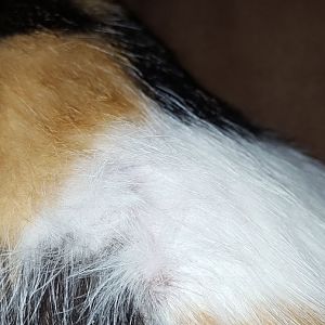 Cat fur loss and dry paw pads. Have you experienced anything like this?