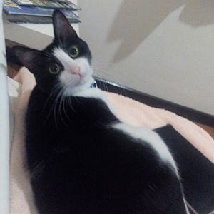 Cat doesn't drink as much- please help!