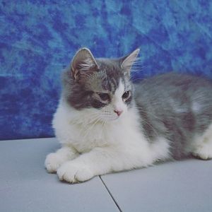Does this kitten look to be long-hair or short?