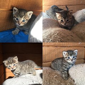Help with Kitten Genders