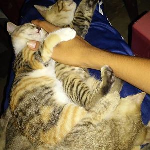 3 orphan kittens need help with feeding.