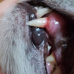 Whats up with my Cat's tooth?