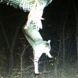 Will Great Horned owl eat cats?
