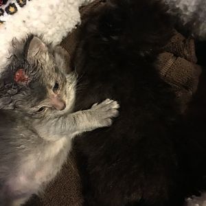 Found Newborn Kittens NEED HELP!!!