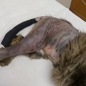 My cat has a broken femur bone - question about surgical costs
