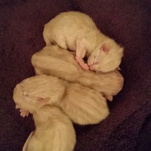 Yes, ANOTHER "when is my cat going to give birth" thread...but HELP!