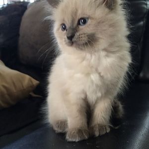 What does my new kitten look like?!