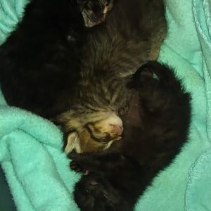 2 week old kittens. Need opinions.