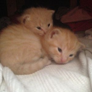 3 week old kittens