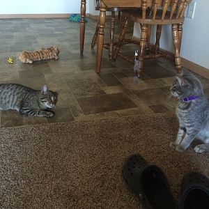 Where to go next with cat introductions?