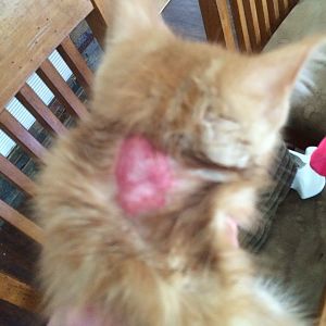 Kitten with sore on his neck
