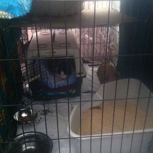 Contained feral having cage rage, difficulty accessing him for care (pics)