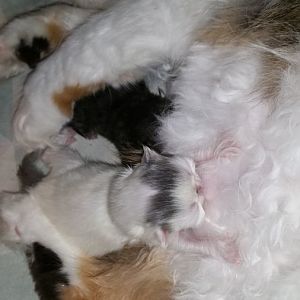 Mom keeps leaving 2 day old kittens. Worried!