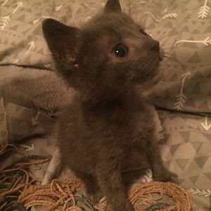 Need Advice for Bottle Fed Kitten
