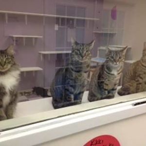 The Cats at our Shelter