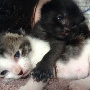 Cat gave birth in ceiling vent!! Please Help.
