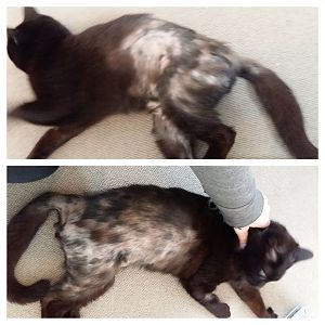 Fur regrowth after a flea allergy - how long?