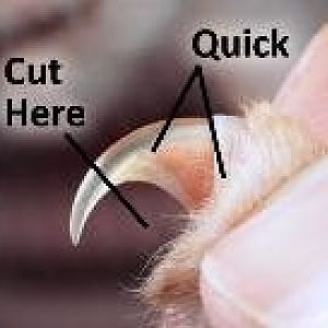Clipping nails