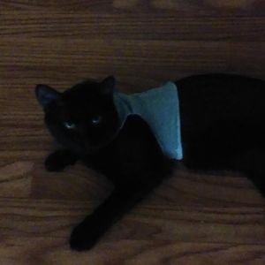 Homemade cat harness for Hecate?