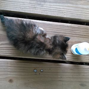 Kitten shipped overseas in a tool box. Help!