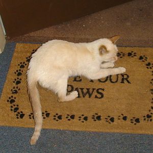 Need help w/  beautiful fire point white cat, South of Denver