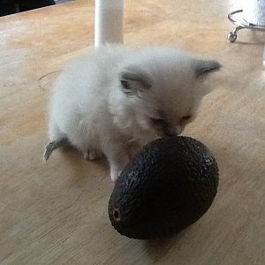 Need advice for new kitten