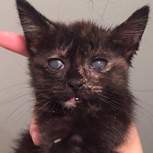 Kitten has slimy film over eye