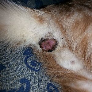 10 week old kitten has constipation (or something worse?) (Warning: Pics of kitten's anus inside)