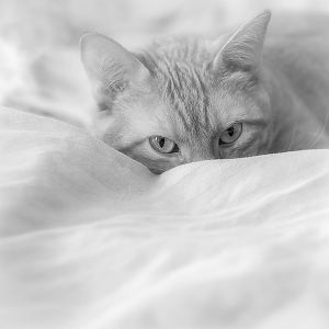 Cats in Black and White (B&W photos)