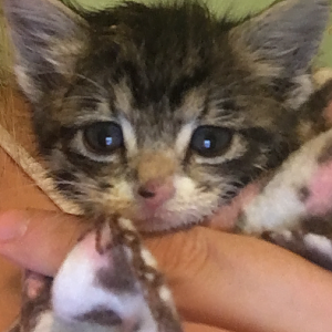 3 week old kitten!  Help!