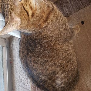 Can you help me with my cat please