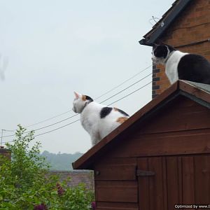 Cats on a shed roof