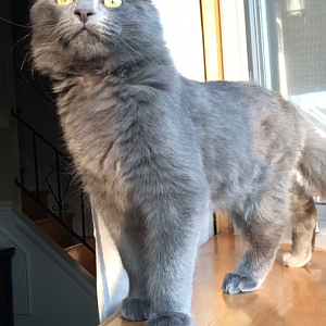 What kind of breed is my cat?